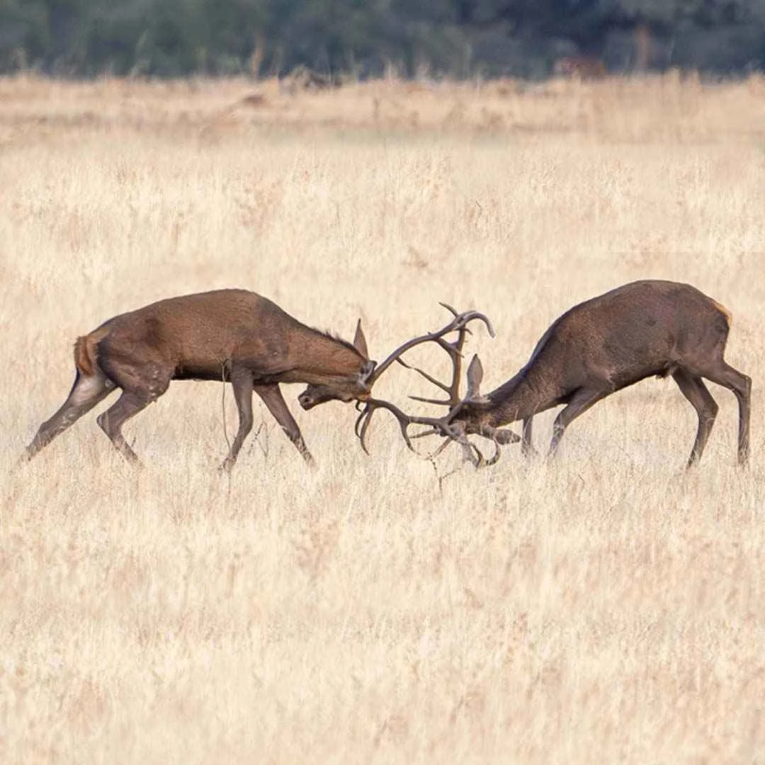 Where Red Deer Businesses Stop Competing… and Start Dominating.